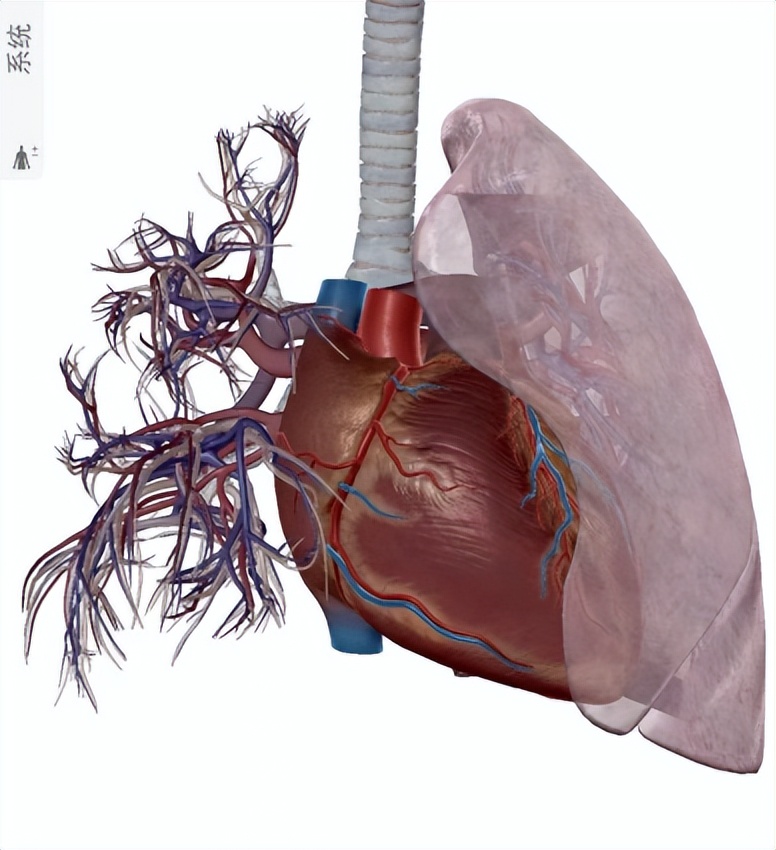 咯血为什么很难治愈,咯血时最危险的并发症是