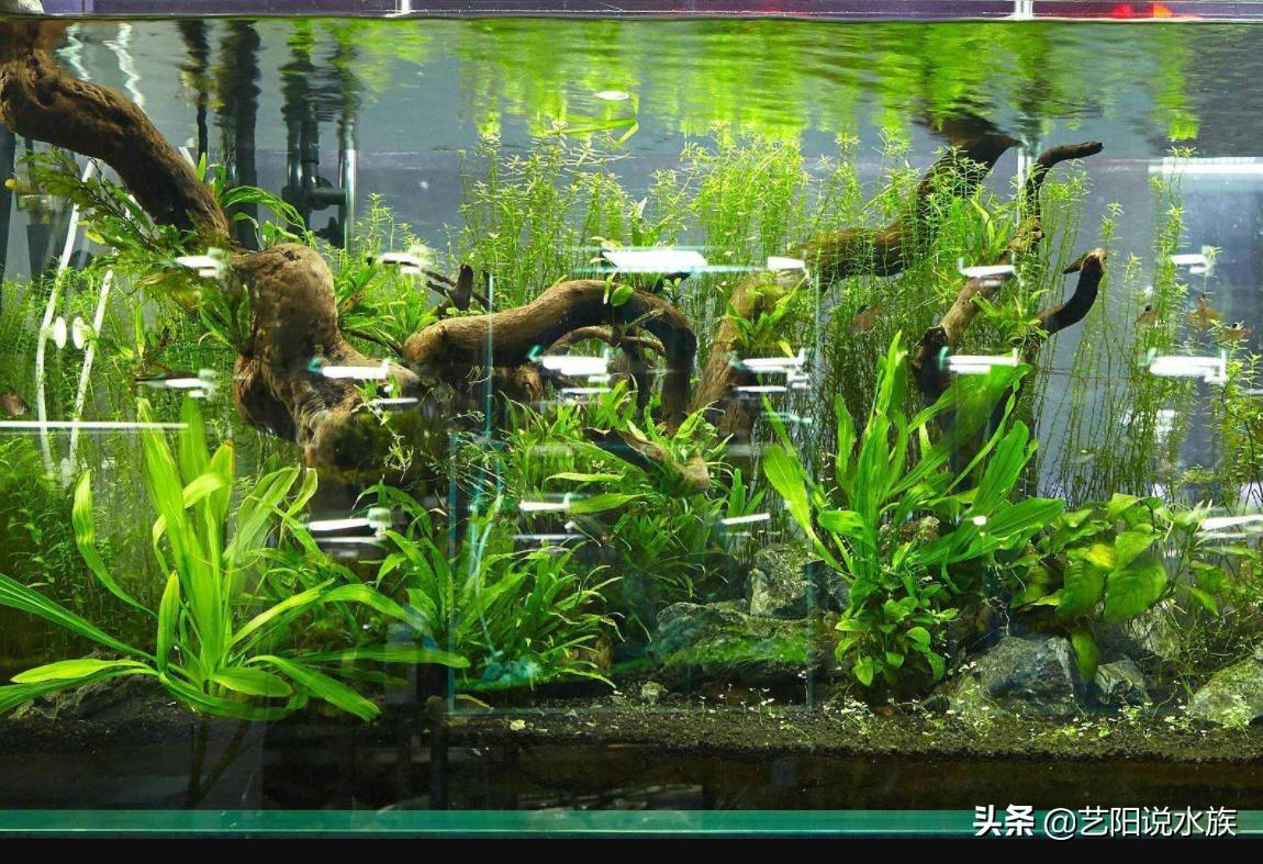 龙鱼气泡病原因,龙鱼水质波动引起水泡怎么办