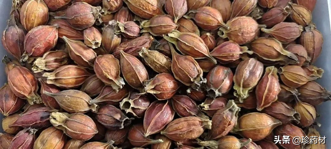 12月1日中药材市场快讯：干姜、金银花、栀子、水蛭、白及等