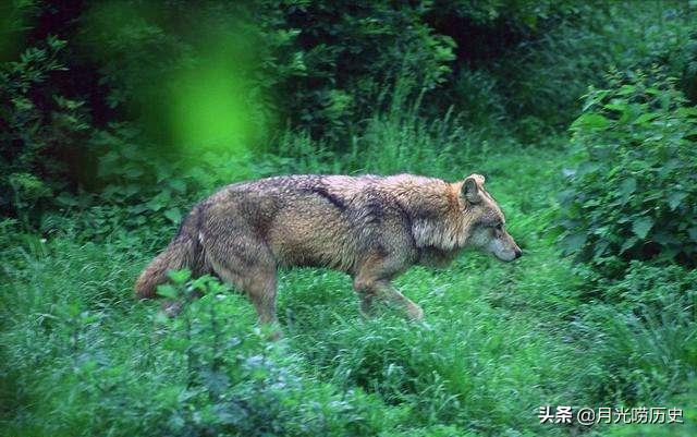 2019年狼人事件,18世纪狼人事件真相