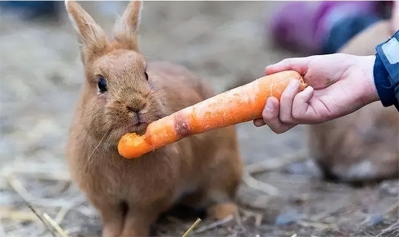 澳大利亚野兔泛滥成灾的原因,澳大利亚的野兔成灾结局