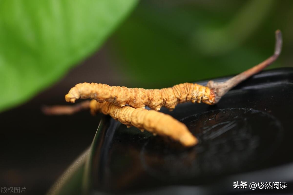 如果你还没读过植物学家阿来的“山珍三部”，那真是你的遗憾
