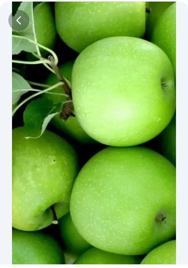 青苹果免费在线看电影,青苹果高清免费观看完整