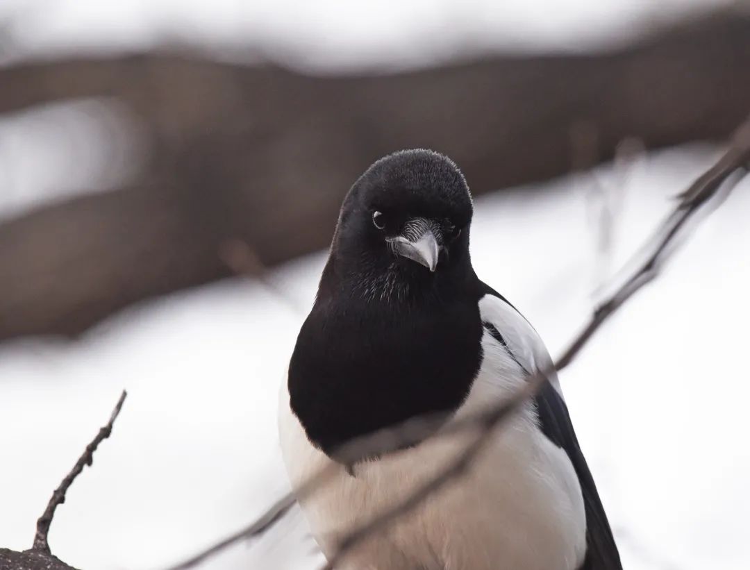 为啥乌鸦不敢招惹喜鹊,喜鹊凶猛