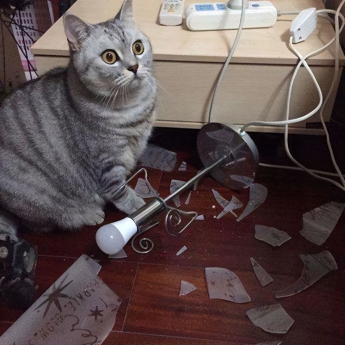 喜欢养猫，先戒掉“五习惯”，否则啥猫也养不好，看看你占了几个