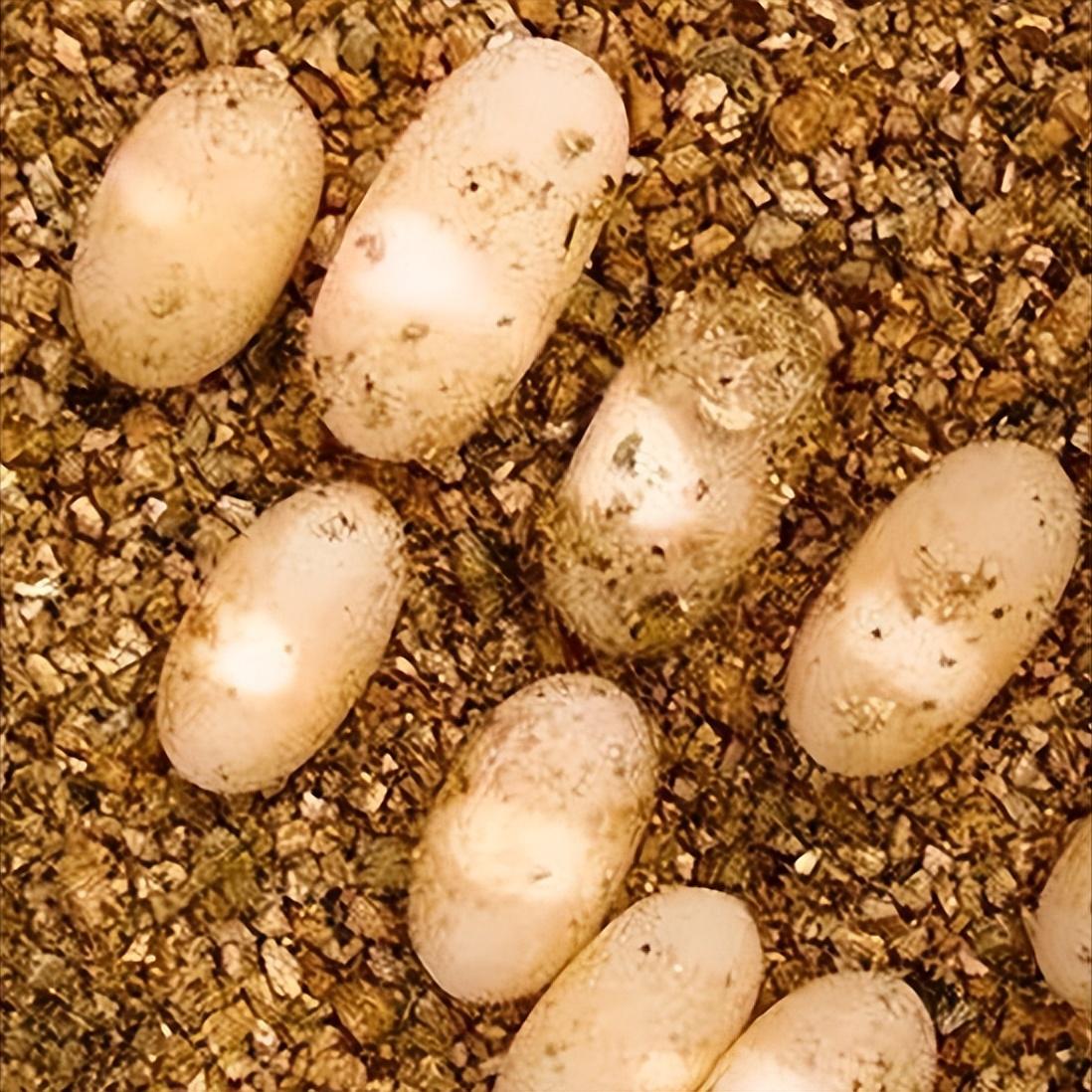 龟蛋孵化什么最好,龟蛋孵化有什么禁忌呢