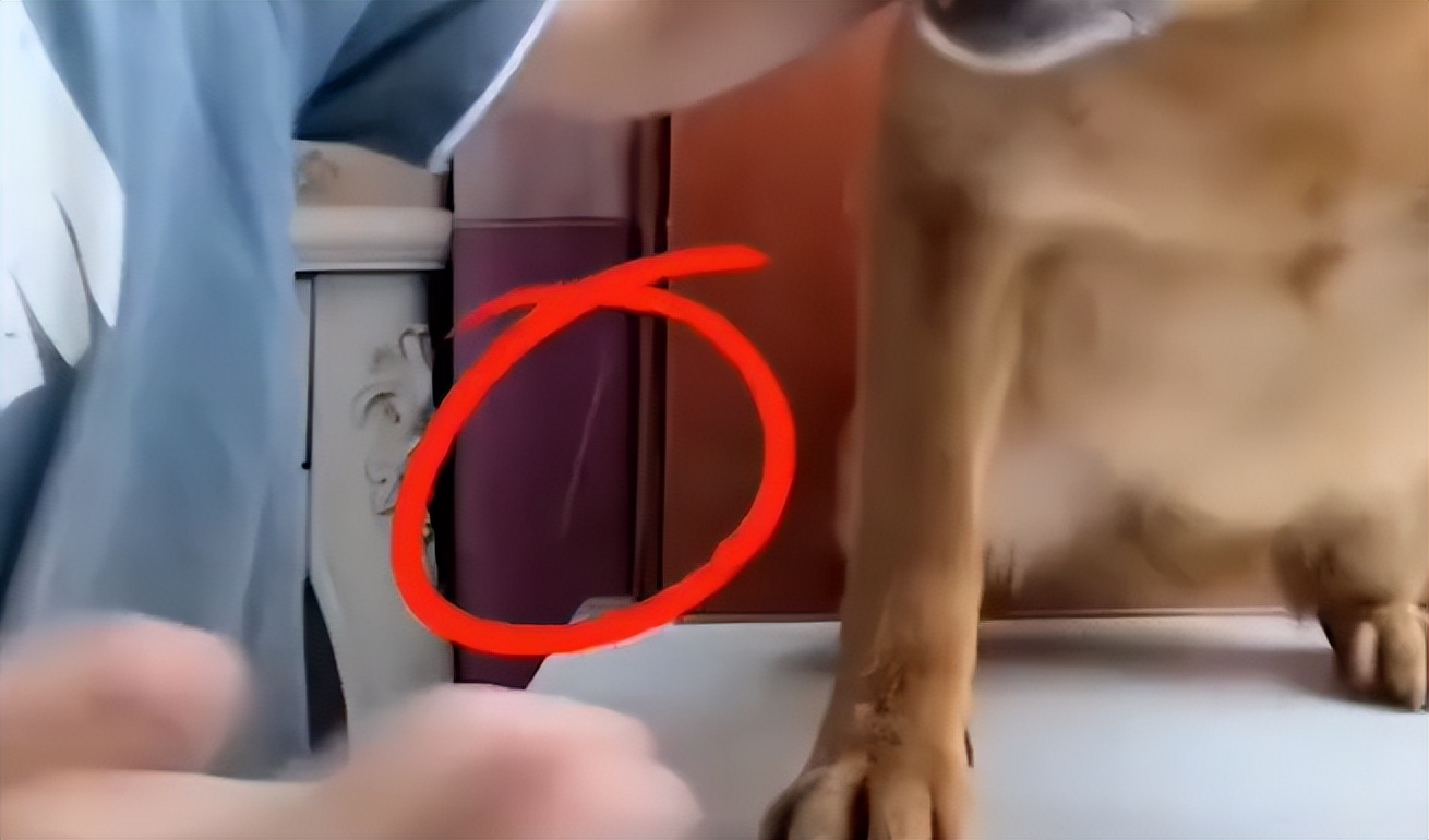 六百万网红想洗白反被封，他哭了狗笑了？网友：他活该