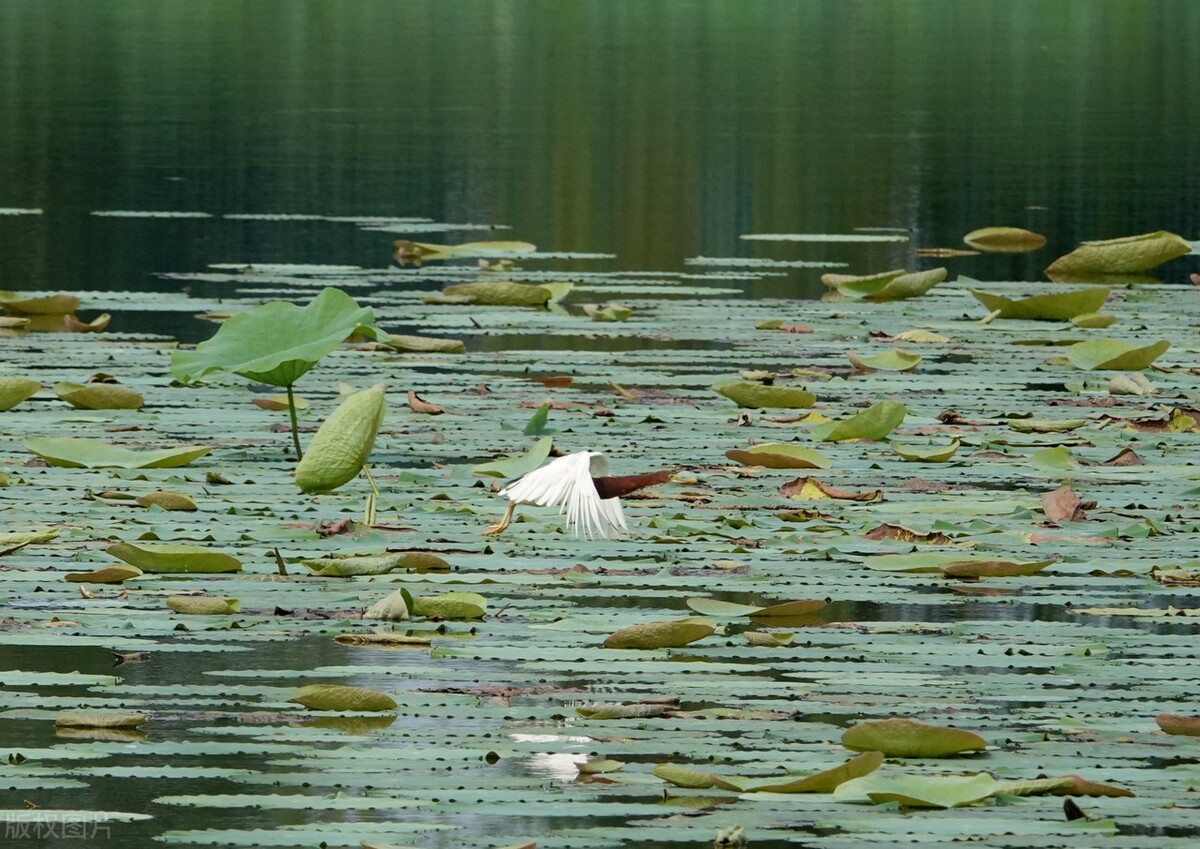 肾阳虚衰周身大汗,肾阳不足出冷汗吃什么药