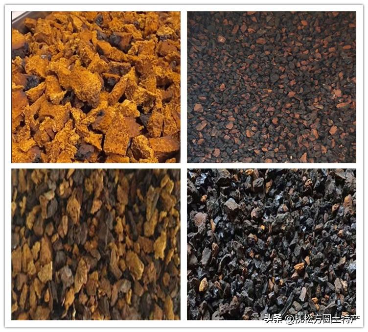 桦树茸危害,桦树茸泡茶