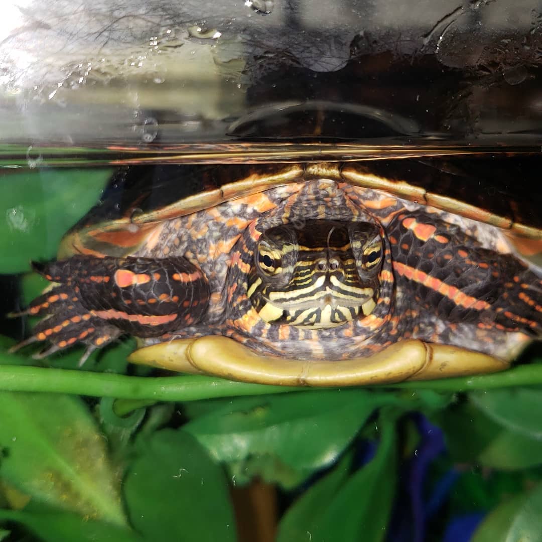 火焰龟吃红薯叶好不好,为什么火焰龟吃红薯叶