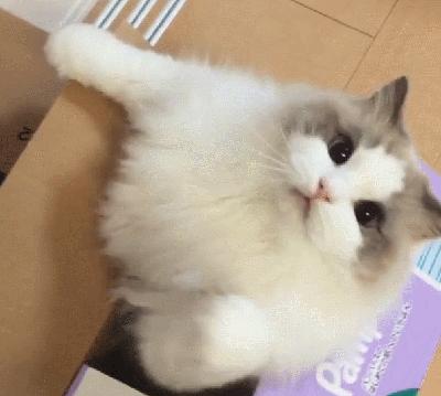 十大最难养的宠物猫,什么猫比较凶猛又好养