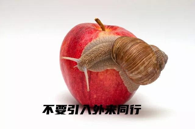 水蚤鱼虫的家庭养殖方法,养水蚤用鱼粪水好还是绿水好