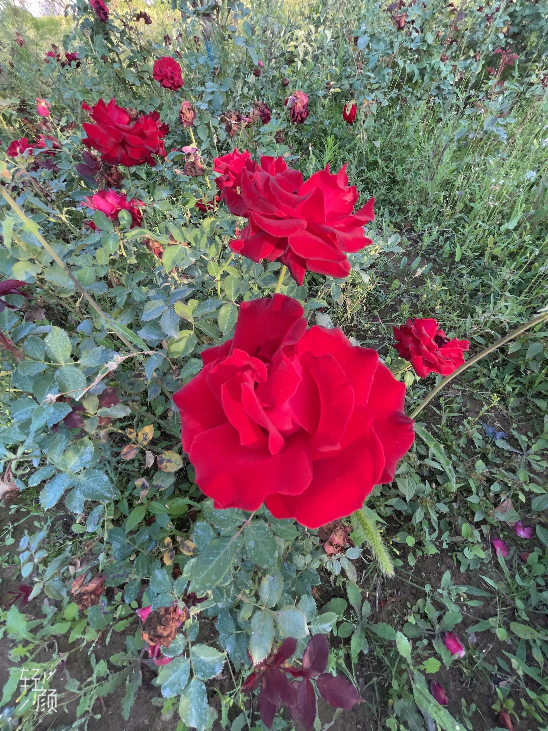 九月秋景气息浓蓝天穹窿起层云游走广阔天地间生命瞬间觉渺小元姆