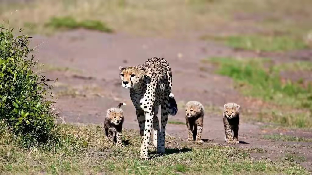 合肥的高中是如何择校的,2022届合肥168高中高二分班