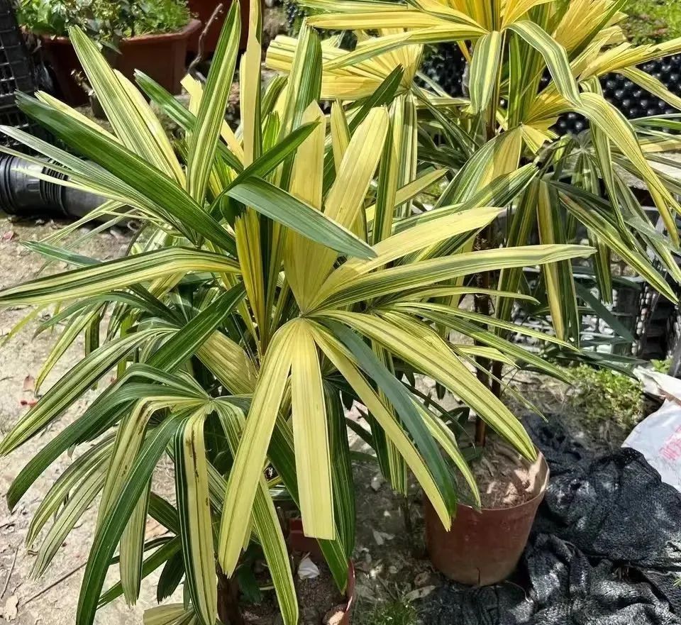 室内常年开花有益身体健康的花,适合睡觉房间养的花