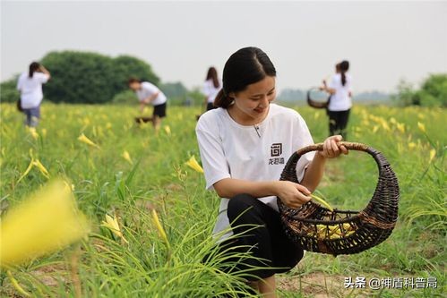 黄花菜开到什么时候采摘品质最佳,黄花菜啥时候最重