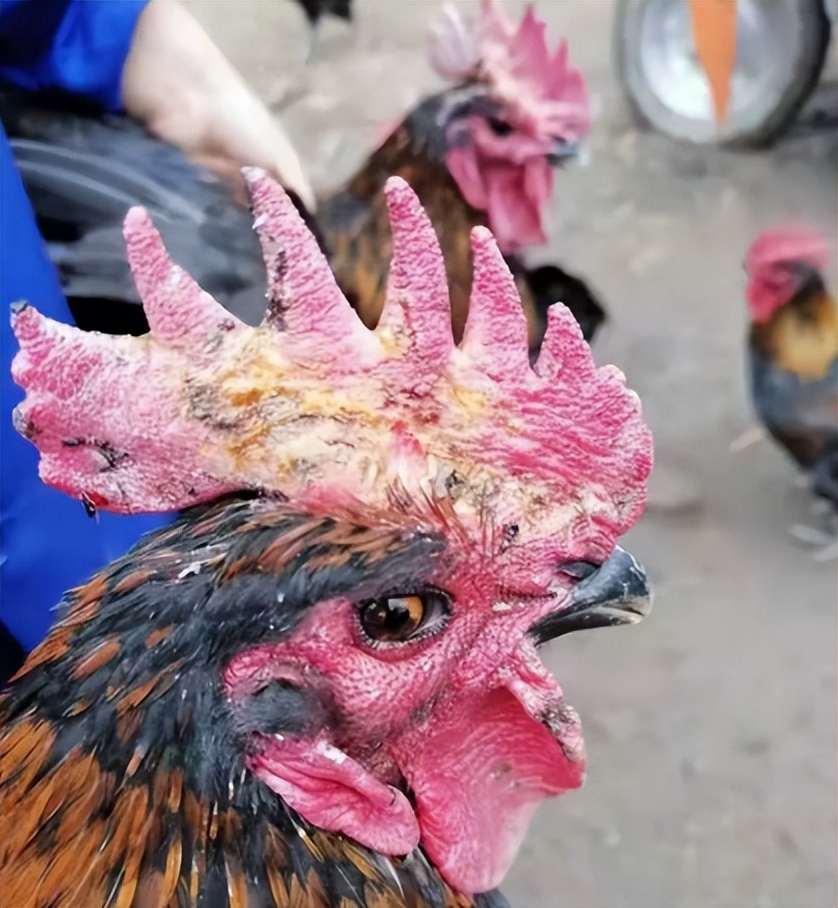 公鸡的鸡冠长痘了怎么回事,公鸡皮肤有癣是什么病症