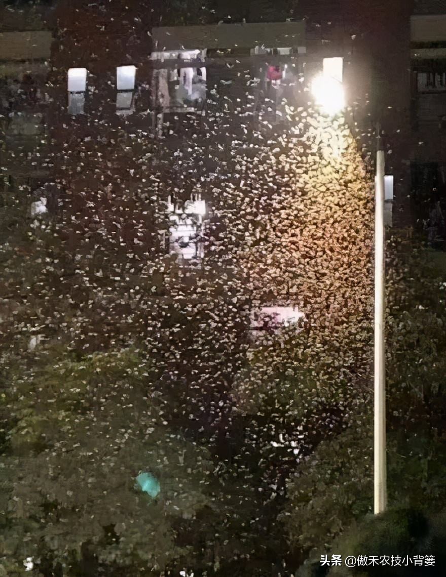 关于白蚁如何预防和消除白蚁危害,白蚁的防治方法