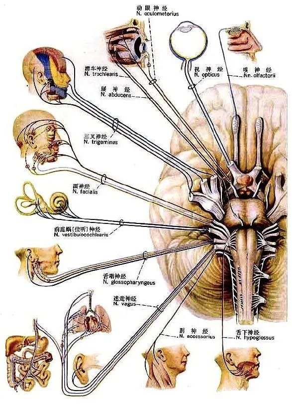 人体解剖生理基础名词解释,人体解剖生理基础ppt