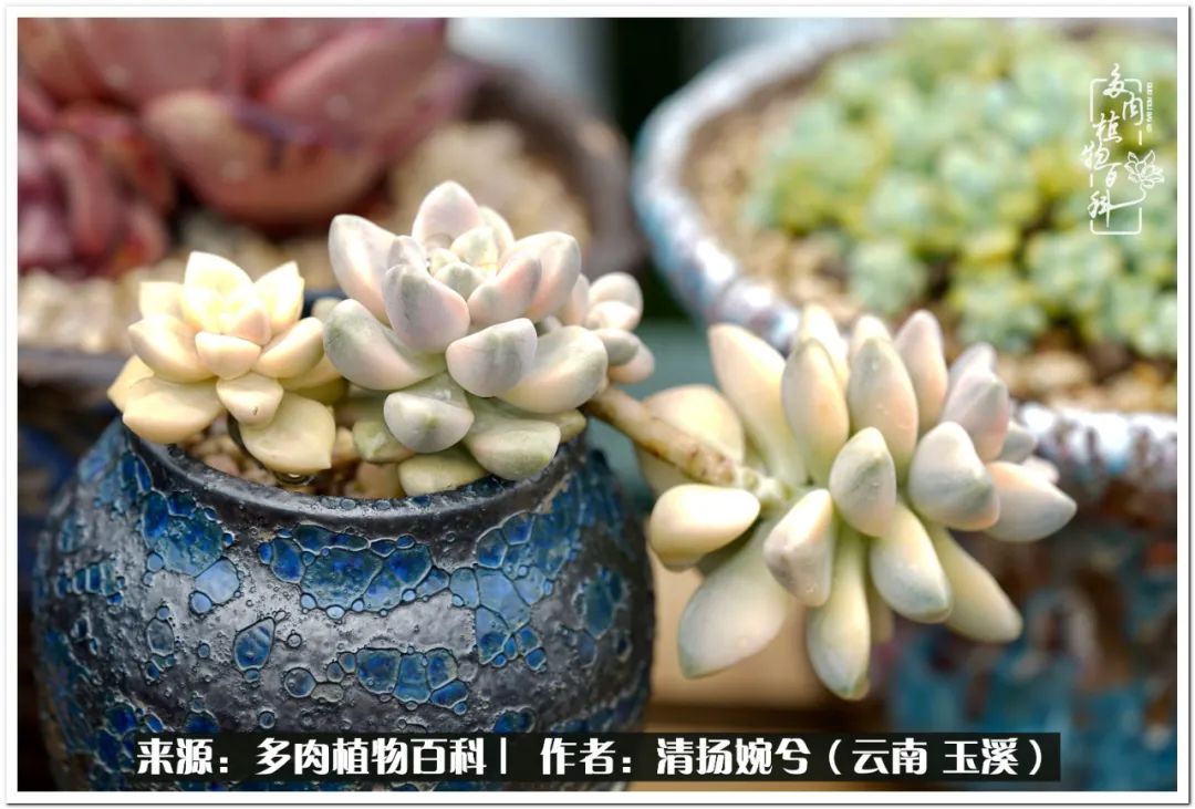 夏天好养颜值高的多肉,可爱的小多肉