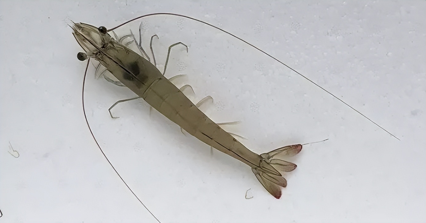 对虾养殖的碳氮磷比,对虾溶氧与产量的关系