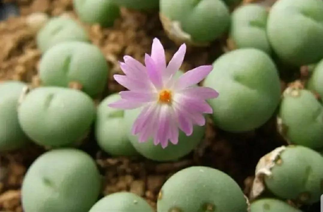 多肉植物石头开花,多肉石头花秋季