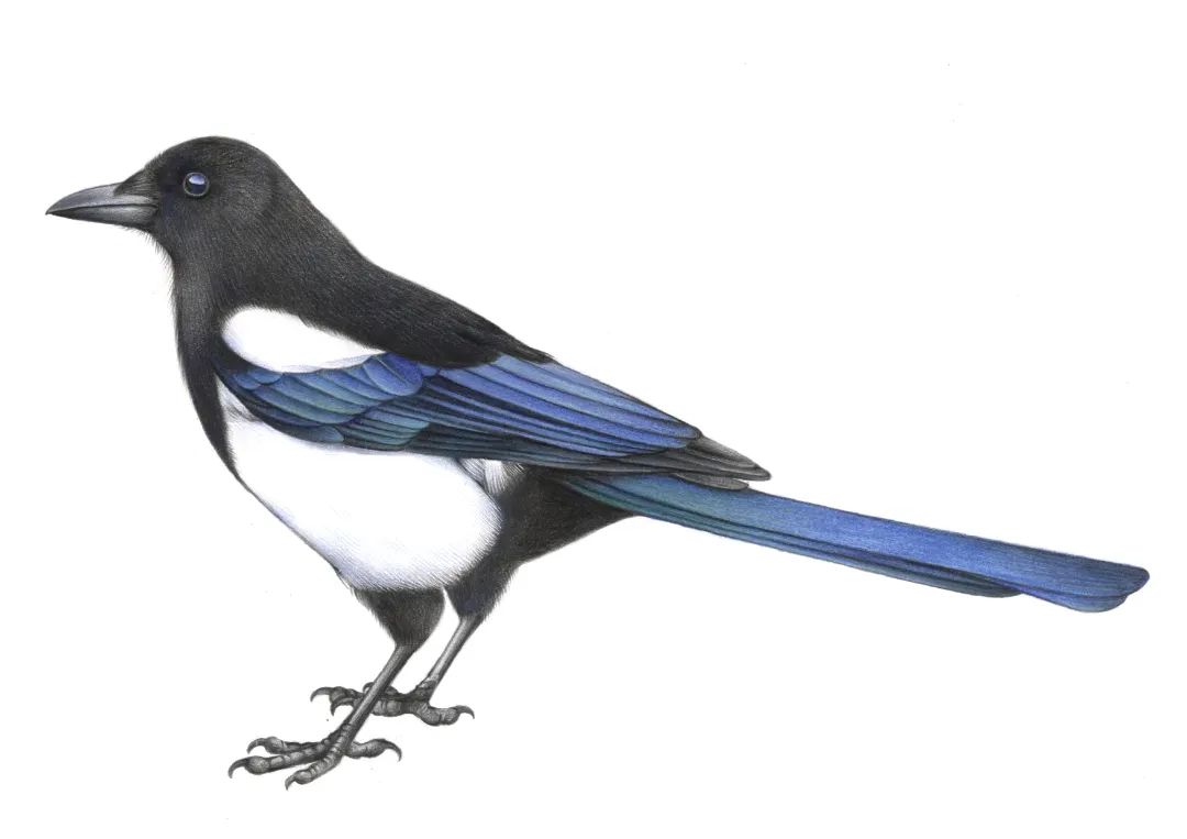 大雪节气到，乌鸦喜鹊抢果吃！柿子：我没惹你们任何鸟