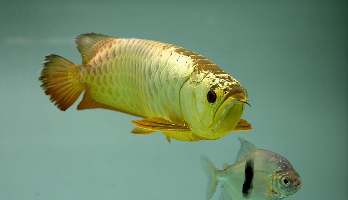 龙鱼箭虫感染不再是问题：实用技巧让你的鱼缸清洁又安全！