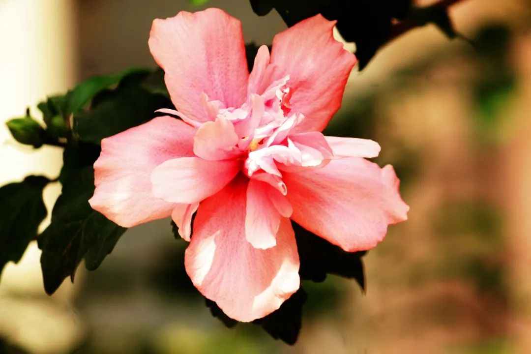 赏花最美的十首诗,最美赏花经典诗词