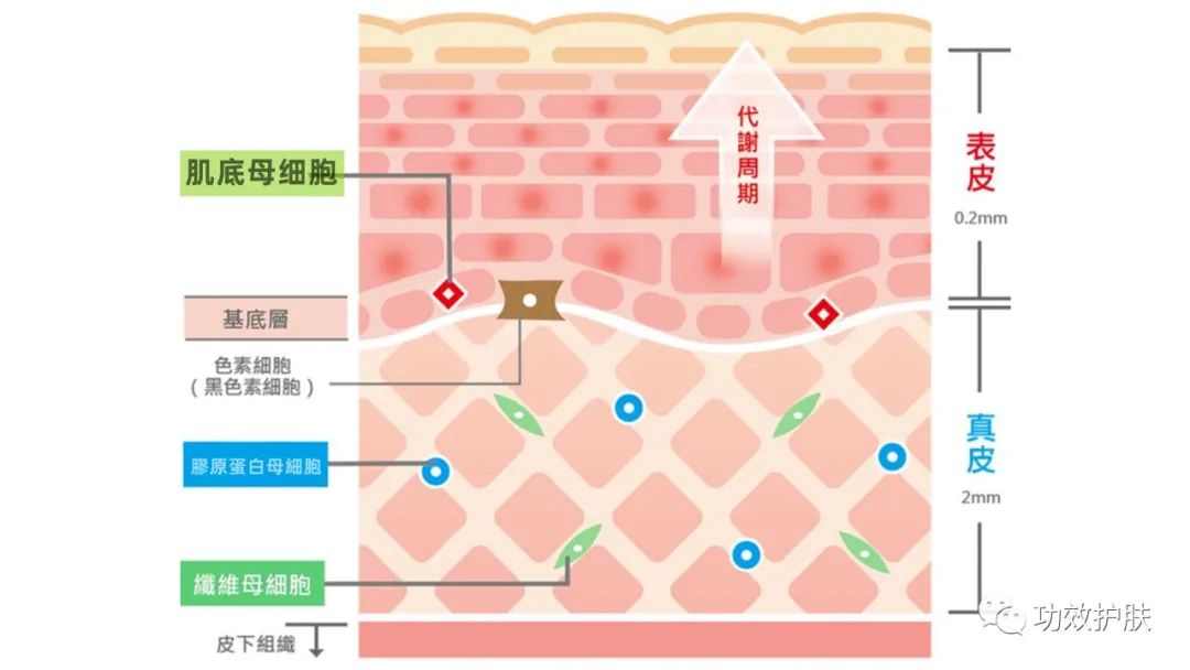 多重焕颜多效精华水,肌肤复活紧肤精华水