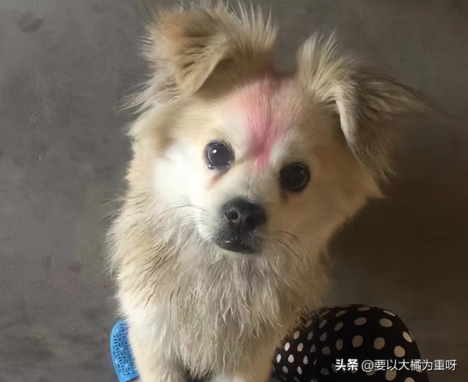 狗狗吃剩饭剩菜好还是吃狗粮好,狗喂剩菜饭好还是喂狗粮好