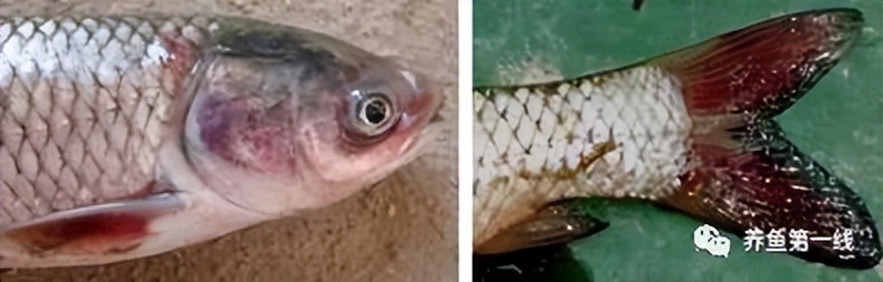 鱼出现败血症怎么治疗,鱼得了败血症怎么治