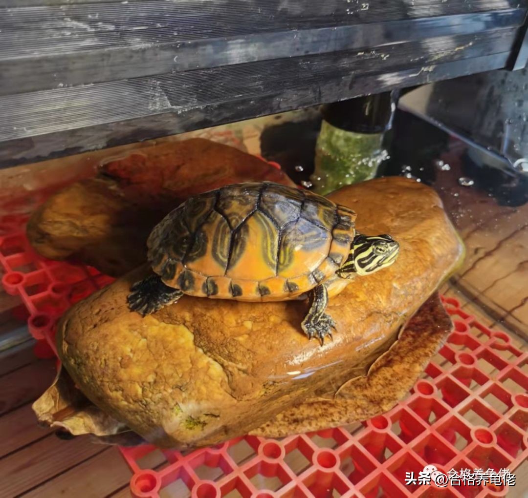 龟蛋*局骗**这么多，我们该怎么玩龟蛋？（下）