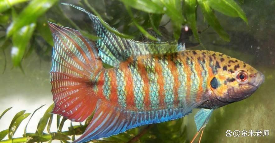 农村十大野生河鲜,农村河鲜有哪些