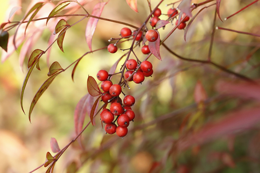 对房屋危害最大的植物,小区树木存在安全隐患