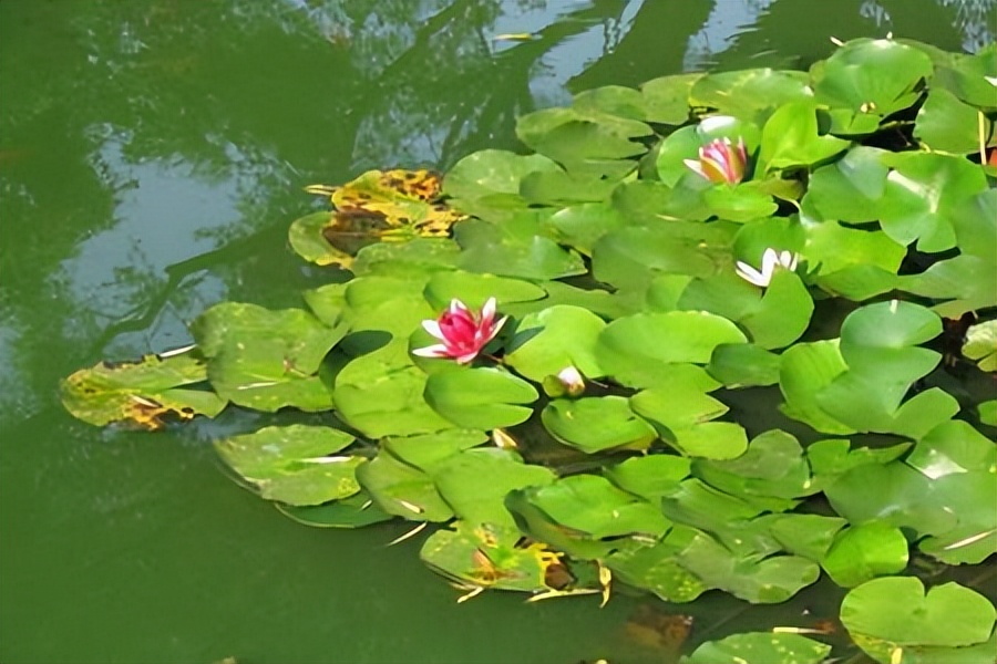 佛教选莲花而不是荷花,荷花与莲花在佛家有何意义