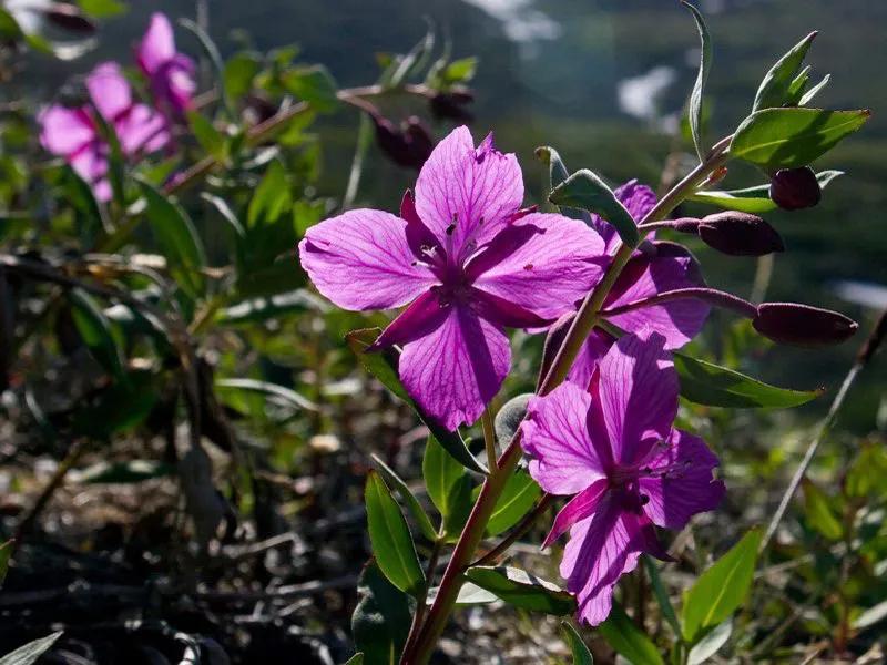 国色天香秀色可餐的美女 (秀色可餐与国色天香)