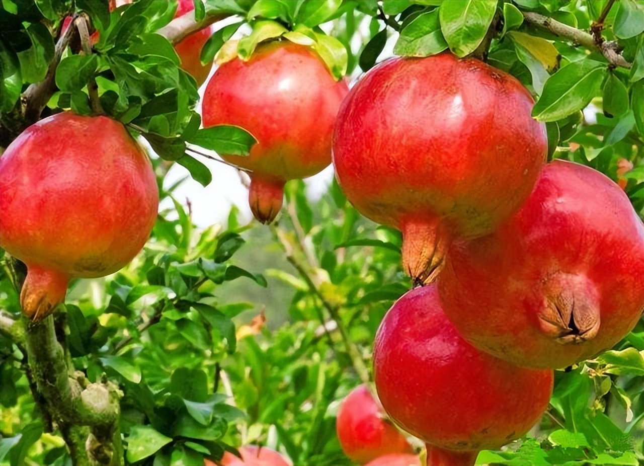 石榴树的种植方法与注意事项,种植石榴树的方法和技术