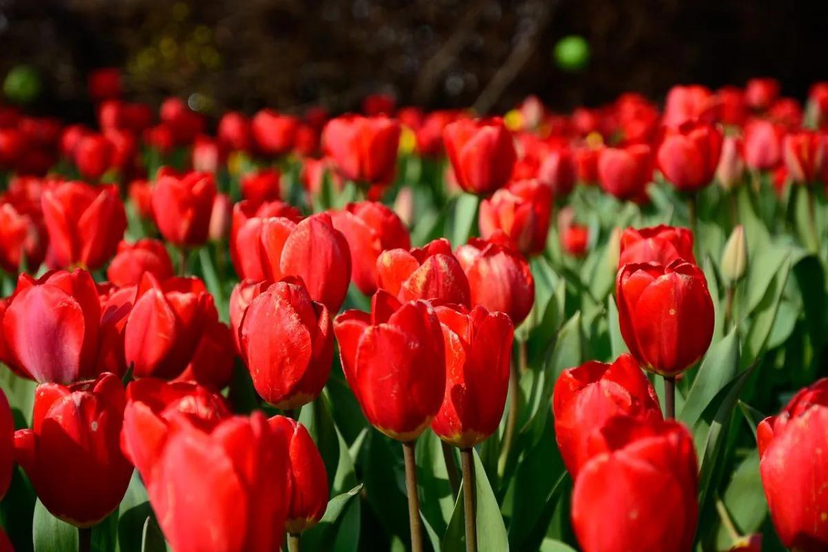 十大名花花卉,国画花卉图片大全