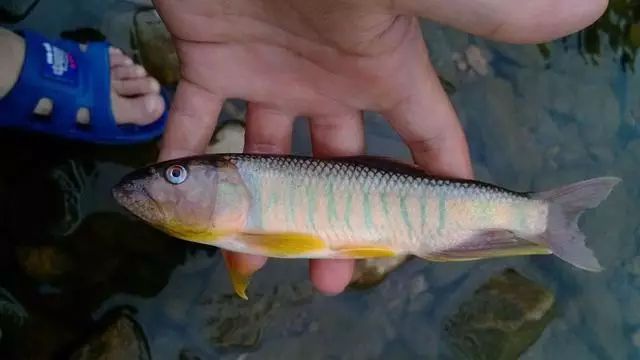 这鱼只生活在清澈水域，肉味极为鲜美，我们叫、溪哥