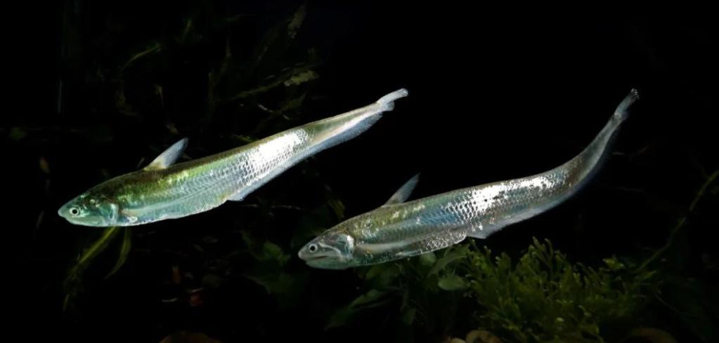 长江禁捕了哪里的刀鱼可以吃,长江禁捕哪来的刀鱼