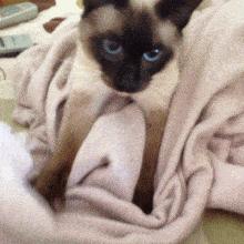 有什么可爱乖巧的狗猫推荐,什么猫咪粘人又好养还好看