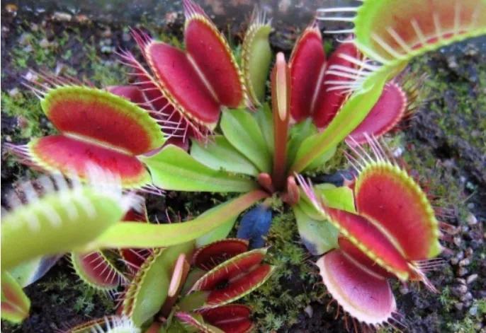 12星座专属什么植物好养,十二星座最适合养什么植物花