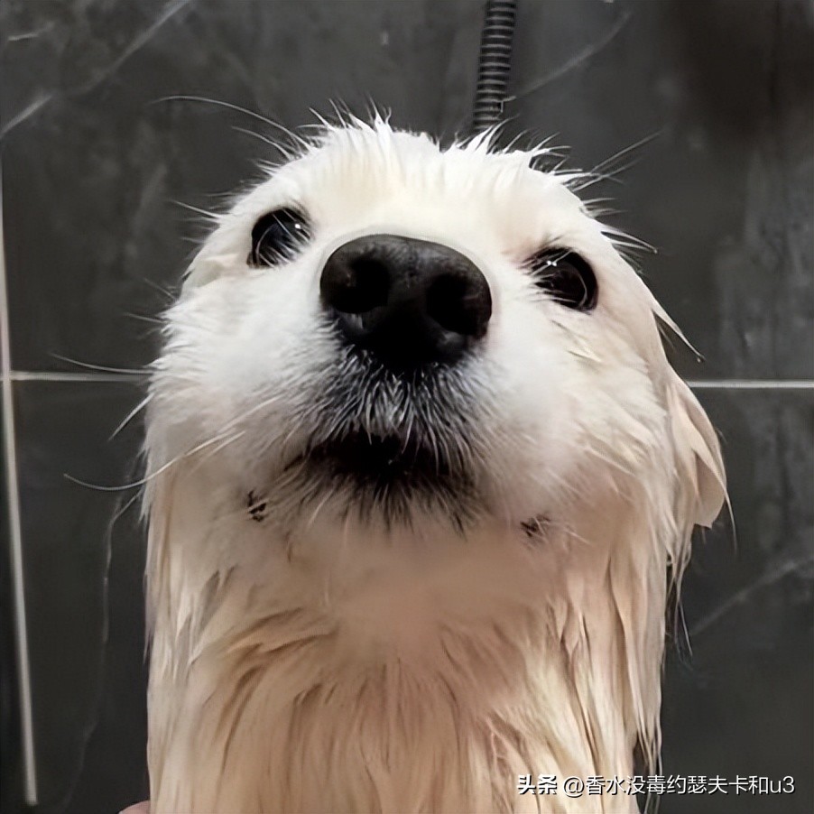 十大网红香水值得入手吗,今年网红香水