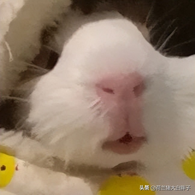 荷兰猪科学喂养的食谱有哪些？