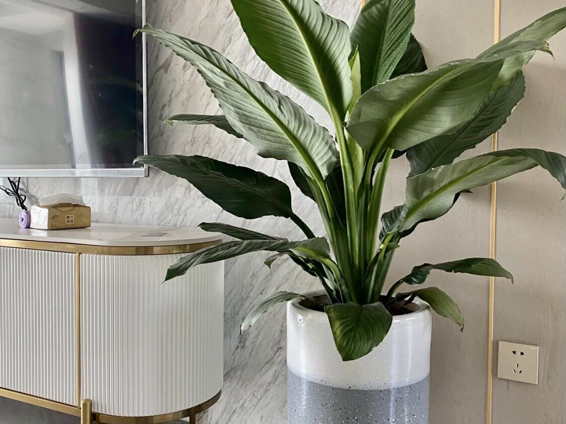 除甲醛的植物有哪些图片,什么植物日夜除甲醛