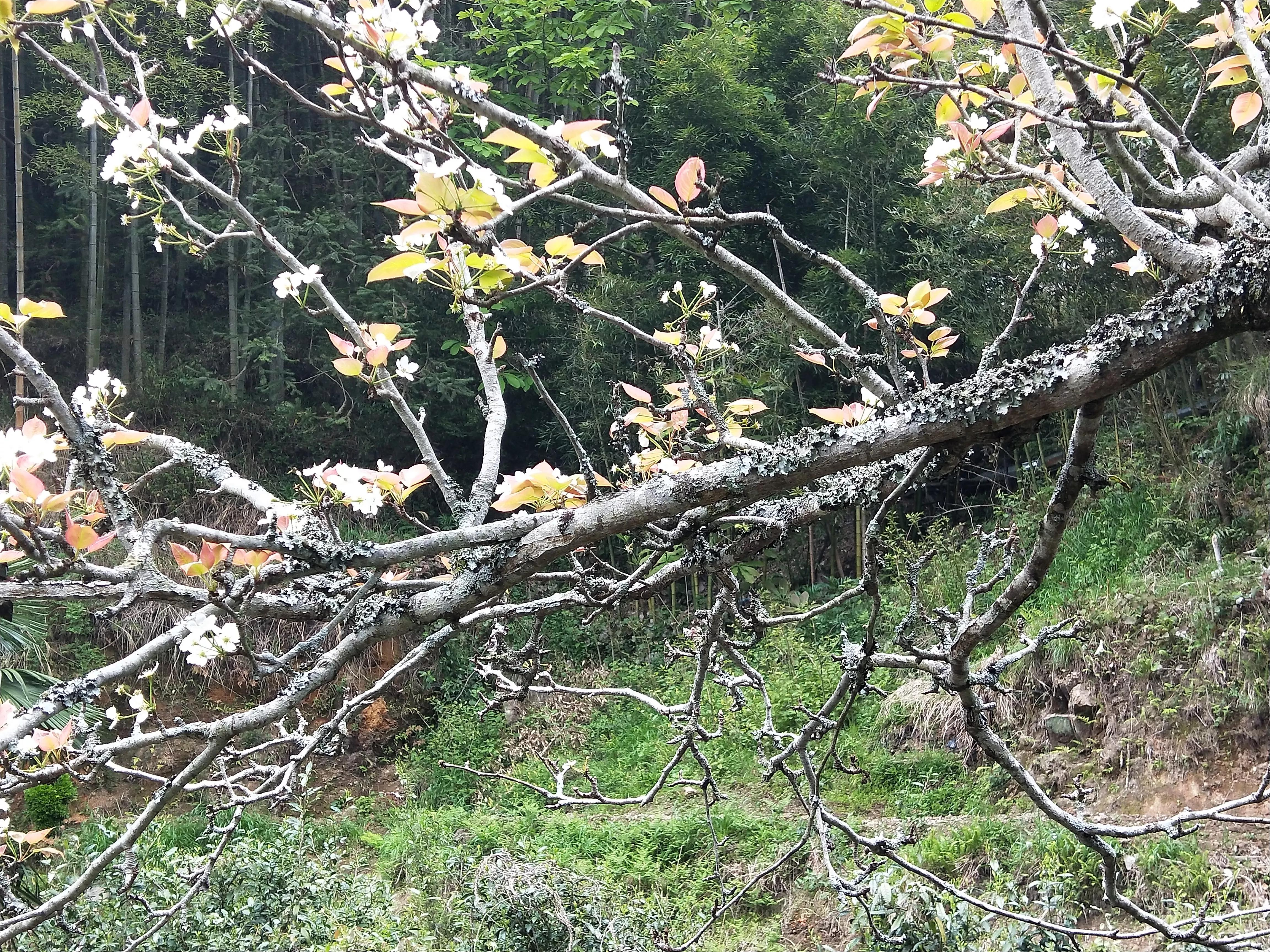谷雨前后的茶推荐,醇香甘甜的早春好茶