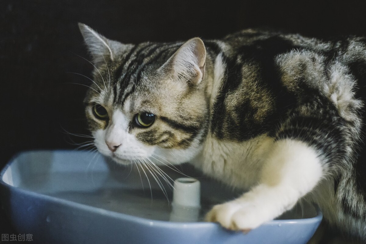 猫得了口炎后饮食上应注意什么,浅谈猫口炎的诊断和防治的论文