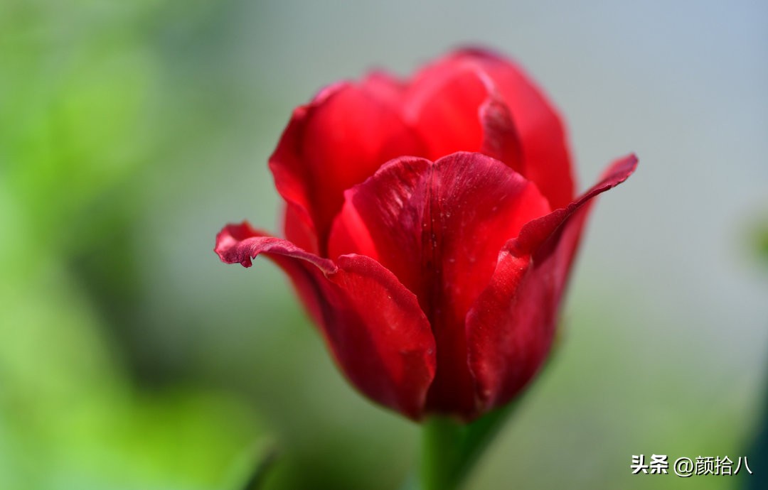 盘点今年河马花园里最美的几款郁金香|园丁