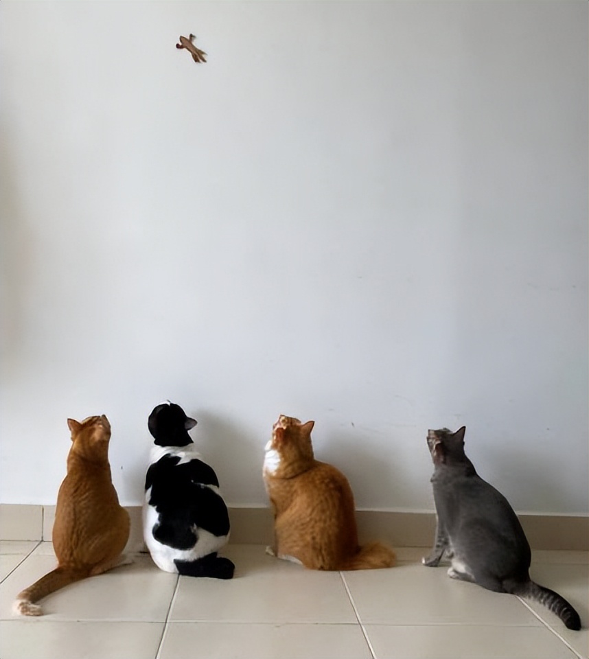 网友画“壁虎”想耍耍自家猫，可没想到…把全网的猫都给骗了